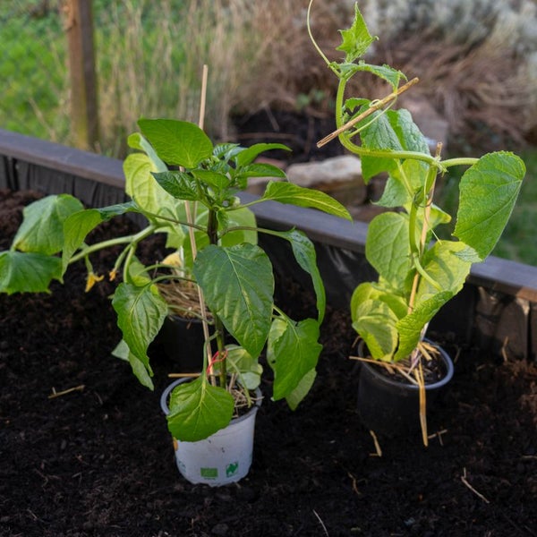 Gemüsebeet-Set „Sommergemüse Mix“, Bio-Jungpflanzen, Garten, 1x Bio-Schlangengurke veredelt, 1x Bio-Melone Charentais, 1x Bio-Zucchini, 1x Bio-Spitzpaprika grün, 1x Bio-Blockpaprika rot, 1x Bio-Süßkartoffel