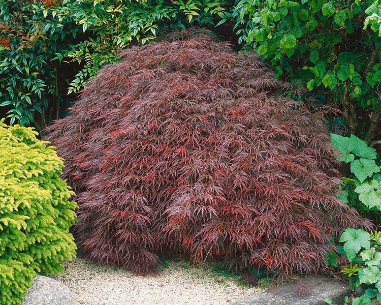 Acer palmatum 'Garnet', Japanischer Ahorn, tiefrot, 30–40 cm