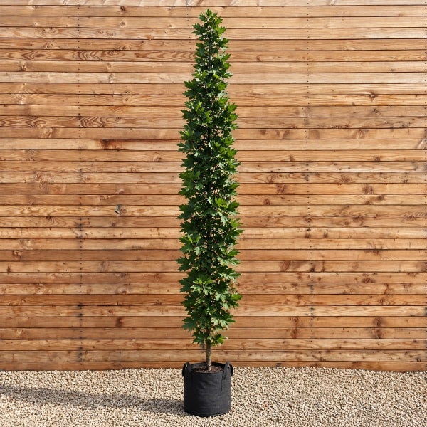 Säulenahorn als schlanker Laubbaum in einem Pflanzkübel vor einer Holzwand.