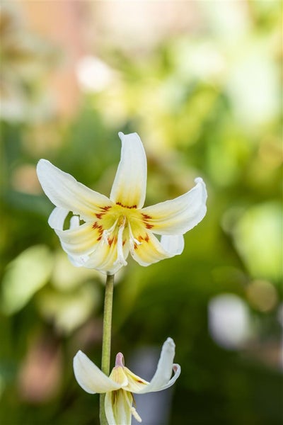 Erythronium tuolumnense 'White Beauty', Hundszahn, weiß, ca. 9x9 cm Topf