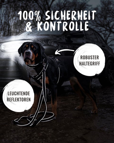 Hund mit Sicherheitsgeschirr und Leine mit Reflektoren vor einem Auto