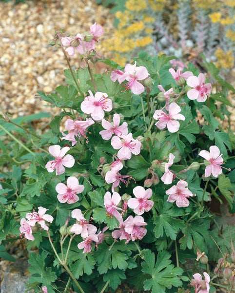 Geranium cantabrigiense 'Biokovo', Storchschnabel, weiß-rosa, ca. 12 cm Topf