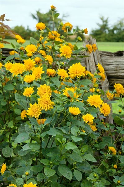 Helianthus decapetalus 'Soleil d'Or', Stauden-Sonnenblume, gelb, ca. 11x11 cm Topf