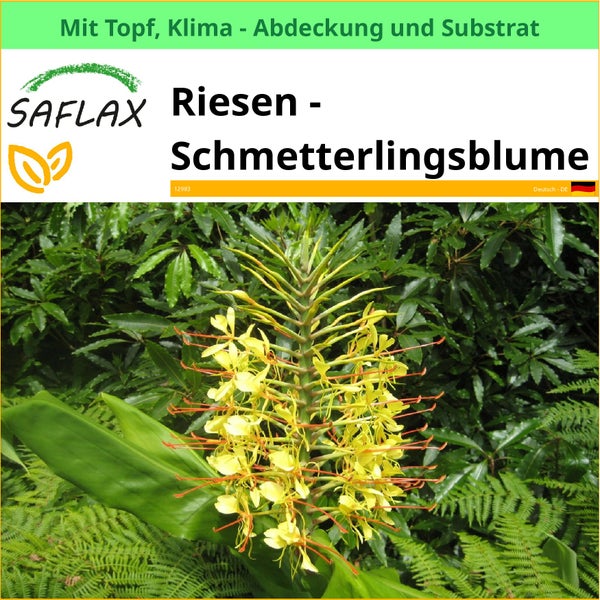 Saflax Riesen Schmetterlingsblume im Topf mit Klimaabdeckung und Substrat