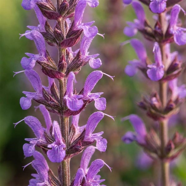 Nahaufnahme von Steppensalbei Salvia nemorosa mit violetten Bluetenstaenden.