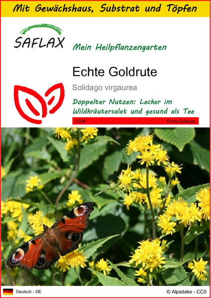 SAFLAX Anzucht Set - Echte Goldrute - Solidago virgaurea - 100 Samen - Mit Mini-Gewächshaus, Anzuchtsubstrat und 2 Töpfen