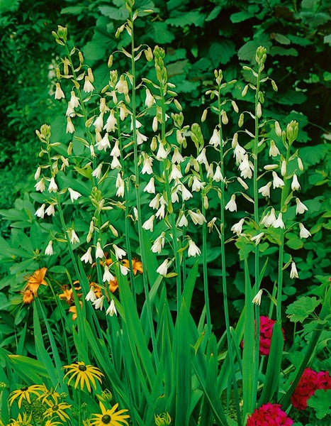 Galtonia candicans, Sommerhyazinthe, weiß, ca. 9x9 cm Topf