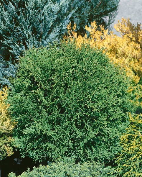 Thuja occidentalis 'Tiny Tim', Kugel-Lebensbaum, 30–40 cm