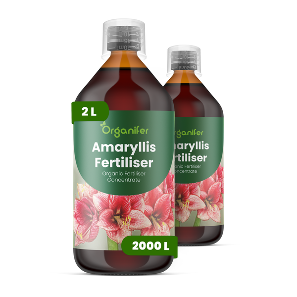 Zwei Flaschen Organifer Amaryllis organisches Düngerkonzentrat, 2 Liter.