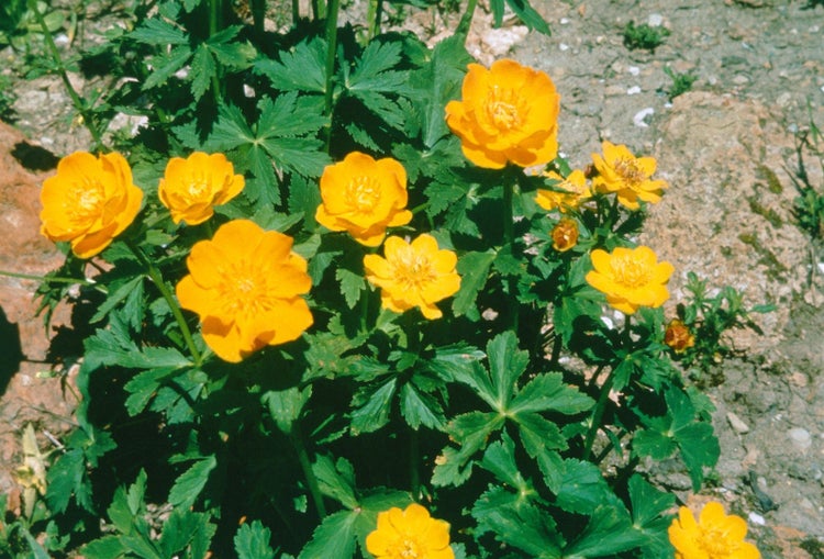 Blühende Trollblume im Garten