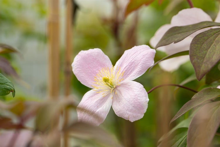 Clematis montana 'Tetrarose', Berg-Waldrebe, rosa Blüten, 40–60 cm