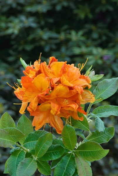 Rhododendron luteum 'Glowing Embers', gelb-orange, 40–50 cm