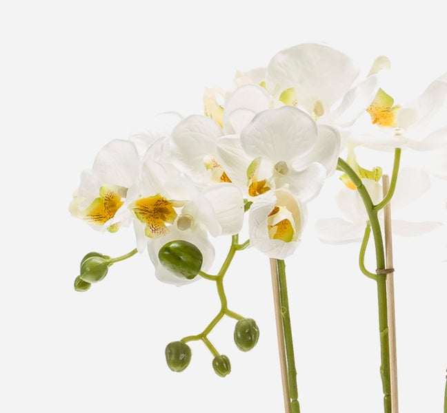 Detail einer Orchidee mit grünen Blättern und Bambusstäben in einer weißen Keramikschale.