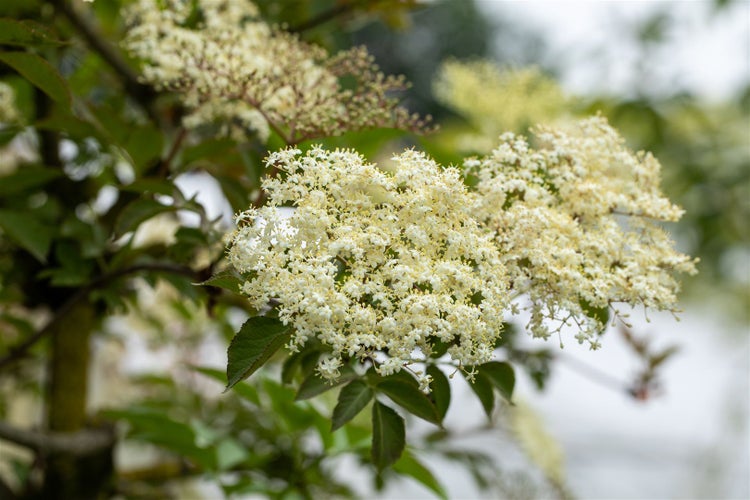 Sambucus nigra 'Haschberg', Schwarzer Holunder, 60–100 cm, ertragreich