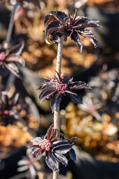 Sambucus nigra 'Black Tower' -R-, Schwarzer Holunder, 60–80 cm