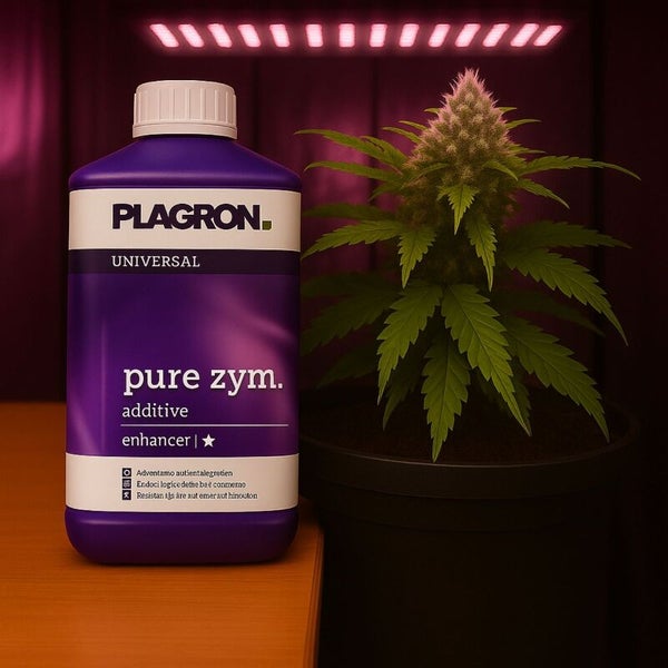 Plagron Pure Zym Universal Additive neben einer Pflanze in einem Topf.