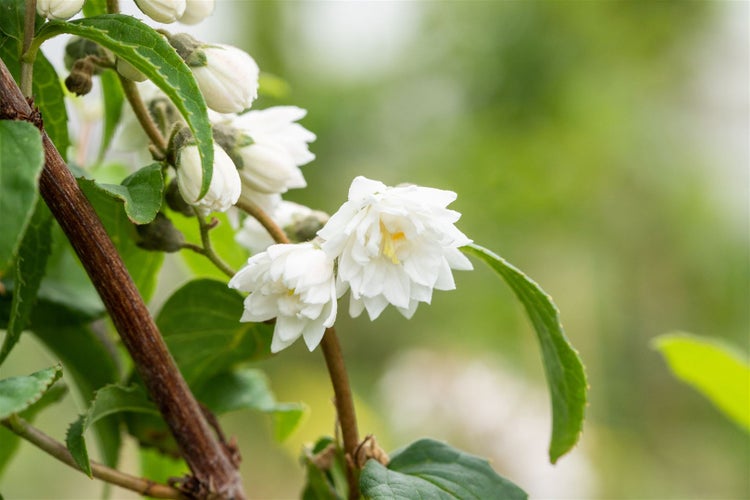 Deutzia scabra 'Plena', Maiblumenstrauch, gefüllt, 80–100 cm