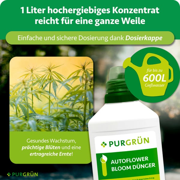 Purgrün Autoflower Bloom Dünger für gesundes Wachstum und hohe Erträge. 1 Liter Konzentrat für bis zu 600 Liter Gießwasser mit Dosierkappe.