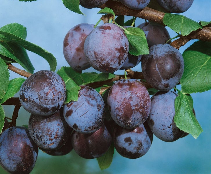 Prunus domestica 'Ruth Gerstetter', Pflaume, 150–200 cm