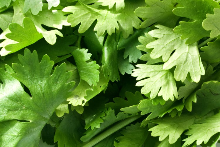 SAFLAX Garden to go - BIO - Koriander - Coriandrum sativum - 150 Samen - Mit Topf, Klima - Deckel und Anzuchtsubstrat
