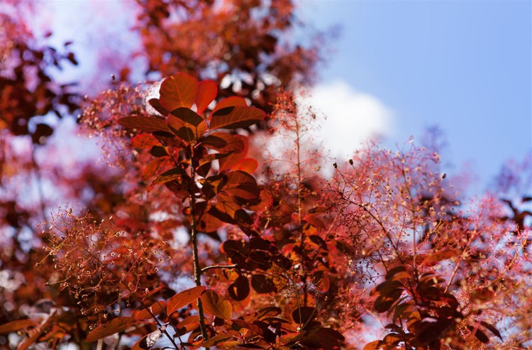 Cotinus coggygria 'Royal Purple', Perückenstrauch, purpurrot, 60–80 cm
