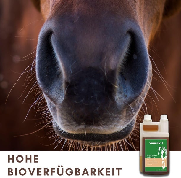 Nahaufnahme einer Pferdenase mit Suprovit Kräuter Bronchial Sirup