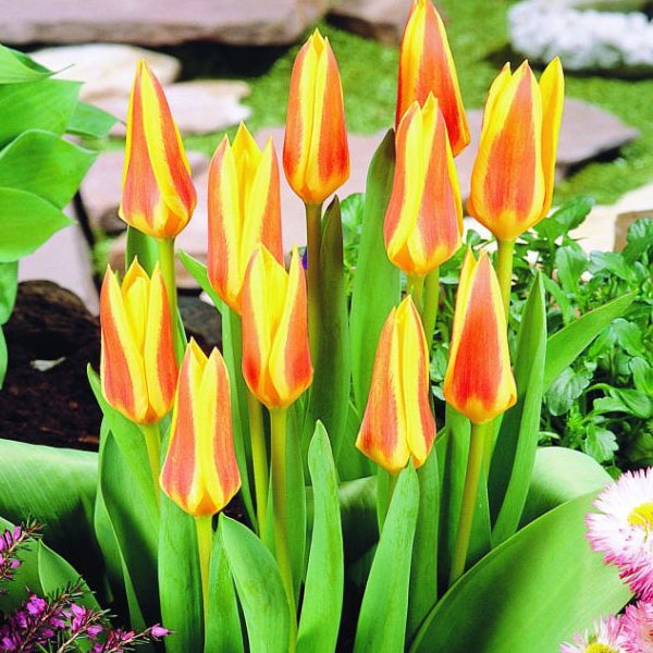 Gruppe von gestreiften Tulpensetzlingen mit grünen Blättern
