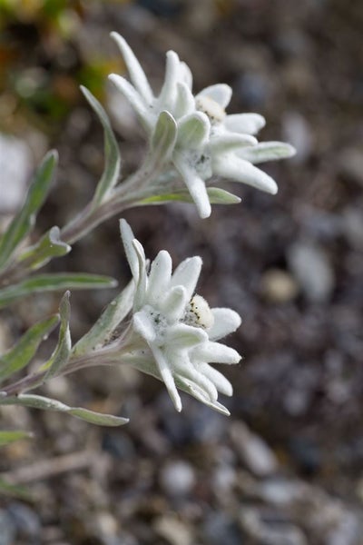 Nahaufnahme von Edelweißblüten