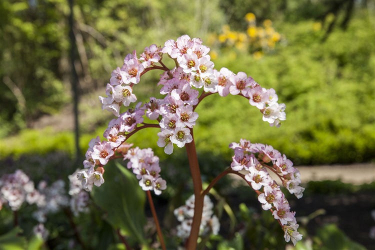 Bergenia cordifolia 'Schneekönigin', Riesensteinbrech, weiß, ca. 11x11 cm Topf
