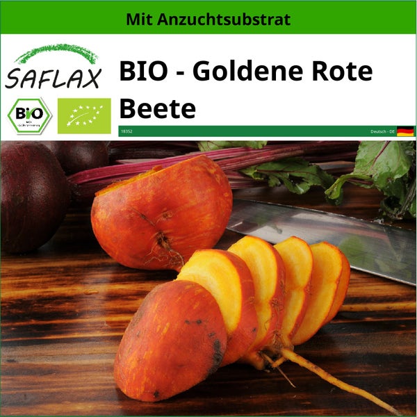 SAFLAX  - BIO - Goldene Rote Beete - Beta vulgaris - 50 Samen - Mit keimfreiem Anzuchtsubstrat