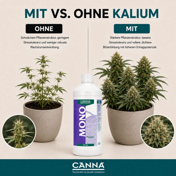Vergleichsgrafik Canna Mono Kalium Dünger zeigt Pflanzen mit und ohne Kaliumzugabe inklusive Canna Logo.