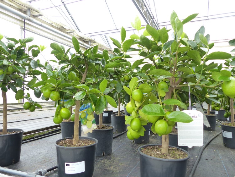 echte Caipi Limette Caipirinha Limettenbaum Citrus Lime 70 - 90 cm Zitruspflanze