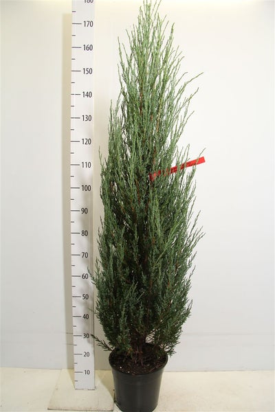 Blauer Raketenwacholder (Höhe inkl. Topf : 150-160 cm), Juniperus scopulorum Blue Arrow