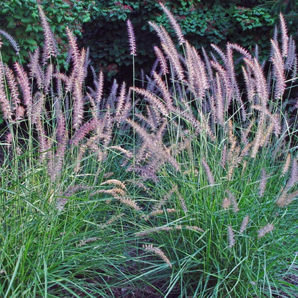 Grasnelken im Gartenbeet