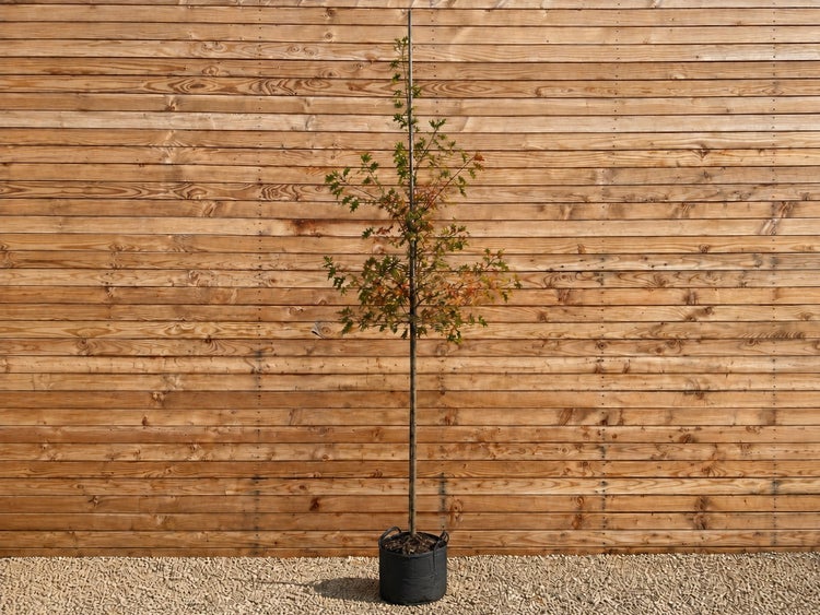 Junger Baum mit schlankem Stamm in einem schwarzen Pflanzkübel vor einer horizontalen Holzfassade.