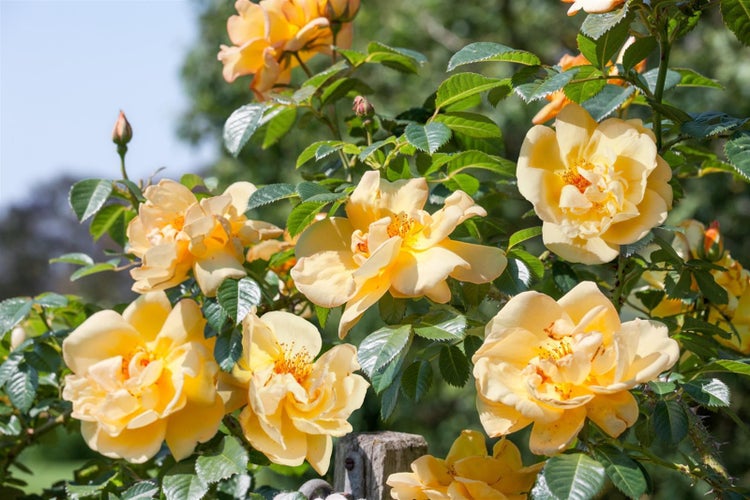 Rosa 'Maigold', Strauchrose, goldgelb, 5-7,5 Liter Container