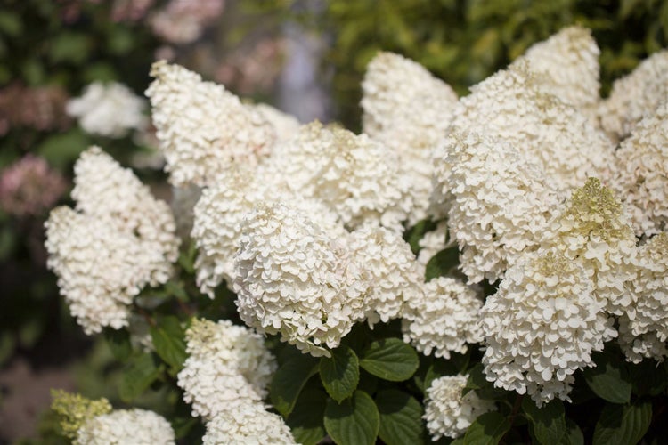 Hydrangea paniculata 'Silver Dollar', Rispenhortensie, weiß, 40–60 cm