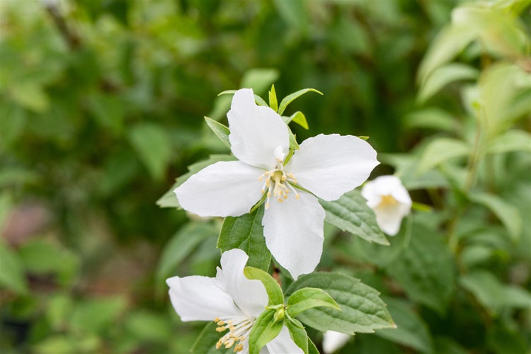 Philadelphus 'Manteau d'Hermine', Duftjasmin, weiß, 40–60 cm