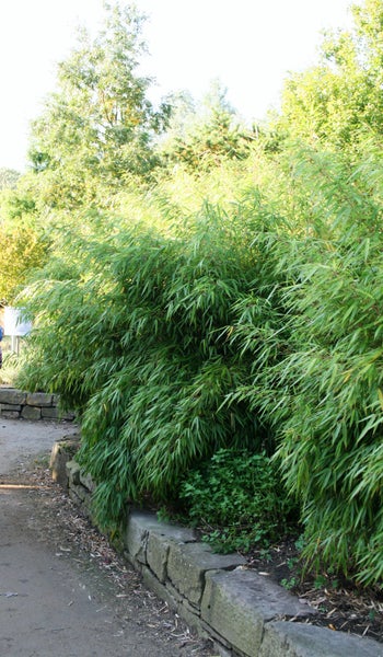 Dicht wachsender Gartenbambus hinter einer Natursteinmauer in einem hellen Garten.