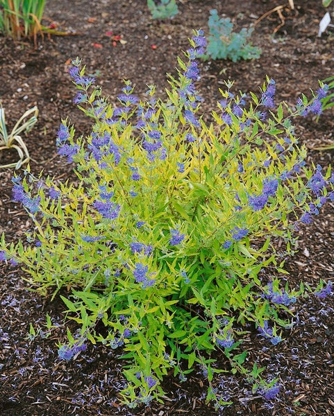 Caryopteris clandonensis 'Worchester Gold', Bartblume, goldlaubig, 30–40 cm
