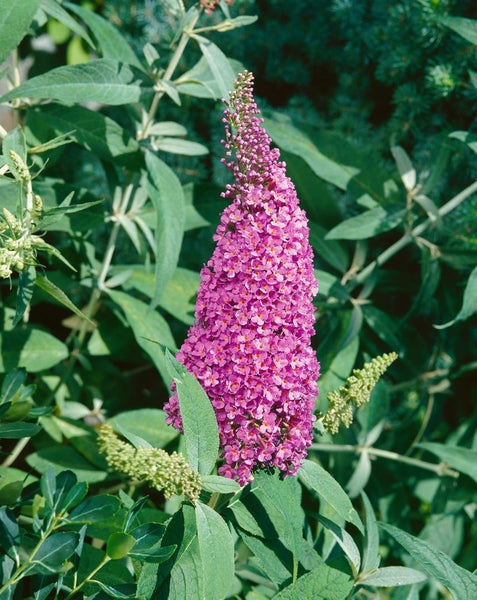Buddleja davidii 'Summer Beauty', Schmetterlingsflieder, rosa, 80–100 cm