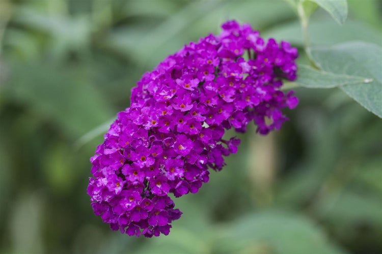 Buddleja davidii 'Royal Red', Schmetterlingsflieder, rot, 40–60 cm