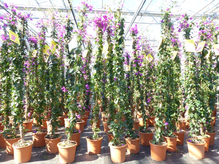 Bougainvillea glabra Alexandra Pyramide 180 - 200 cm, purpurviolett, Kletterpflanze