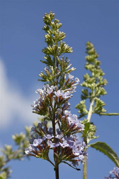 Buddleja 'Buzz Sky Blue' -R-, Schmetterlingsflieder, himmelblau, 40–60 cm