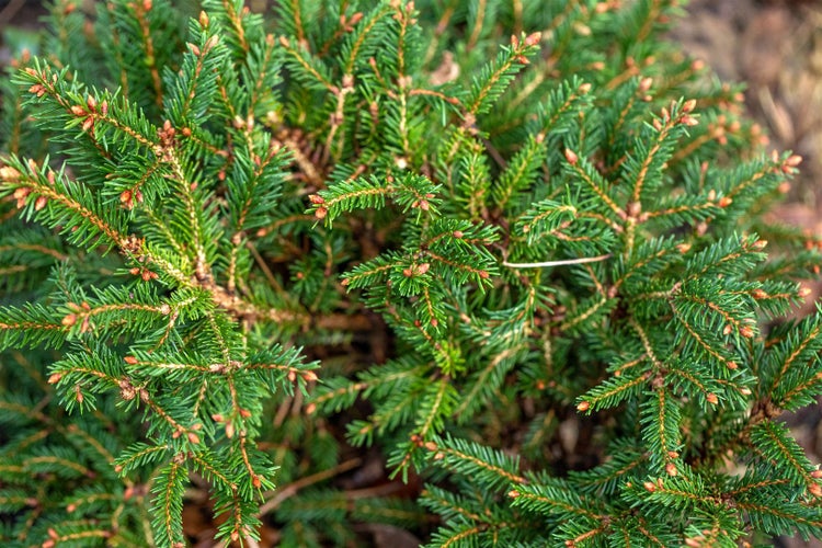 Detailaufnahme einer Zwergfichte mit grünen Nadeln und kleinen Zapfen