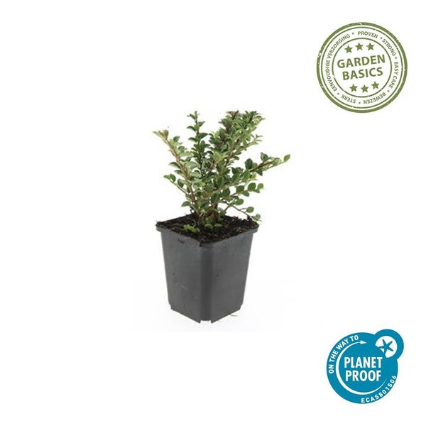 Kleine grüne Pflanze in schwarzem Kunststofftopf mit Garden Basics Siegel für einfache Pflege und Planet Proof Zertifizierung.