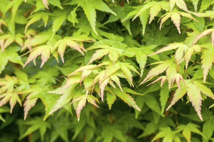 Acer palmatum 'Bi-Hoo', Japanischer Ahorn, gelbe Rinde, 40–60 cm