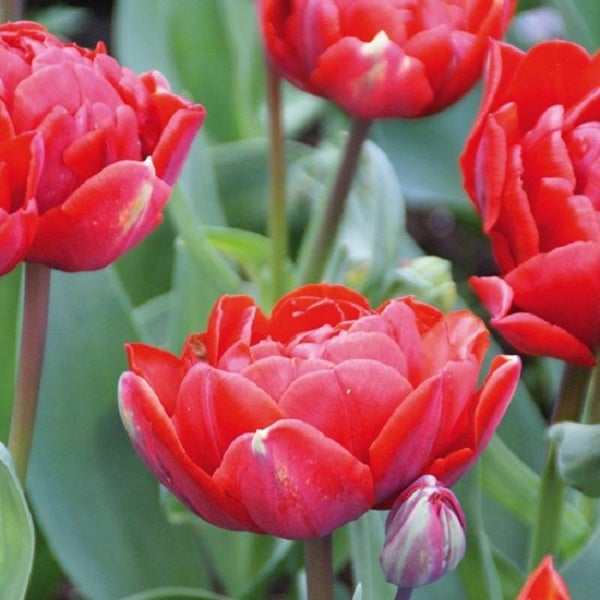 Nahaufnahme von roten Tulpen im Garten.