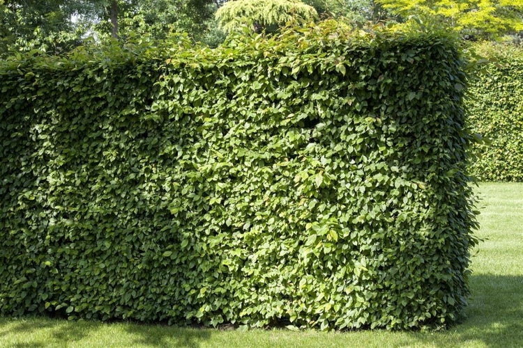 Eine dicht gewachsene, geschnittene Hainbuchenhecke als Sichtschutz im Garten.