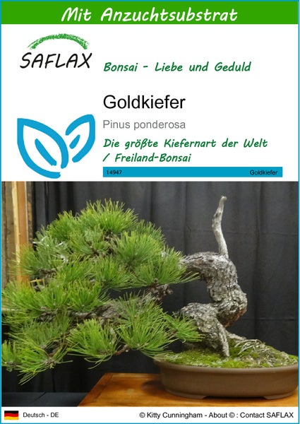 SAFLAX  - Goldkiefer - Pinus ponderosa - 20 Samen - Mit keimfreiem Anzuchtsubstrat